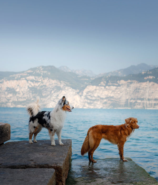 Hotel pet friendly a Malcesine sul Lago di Garda