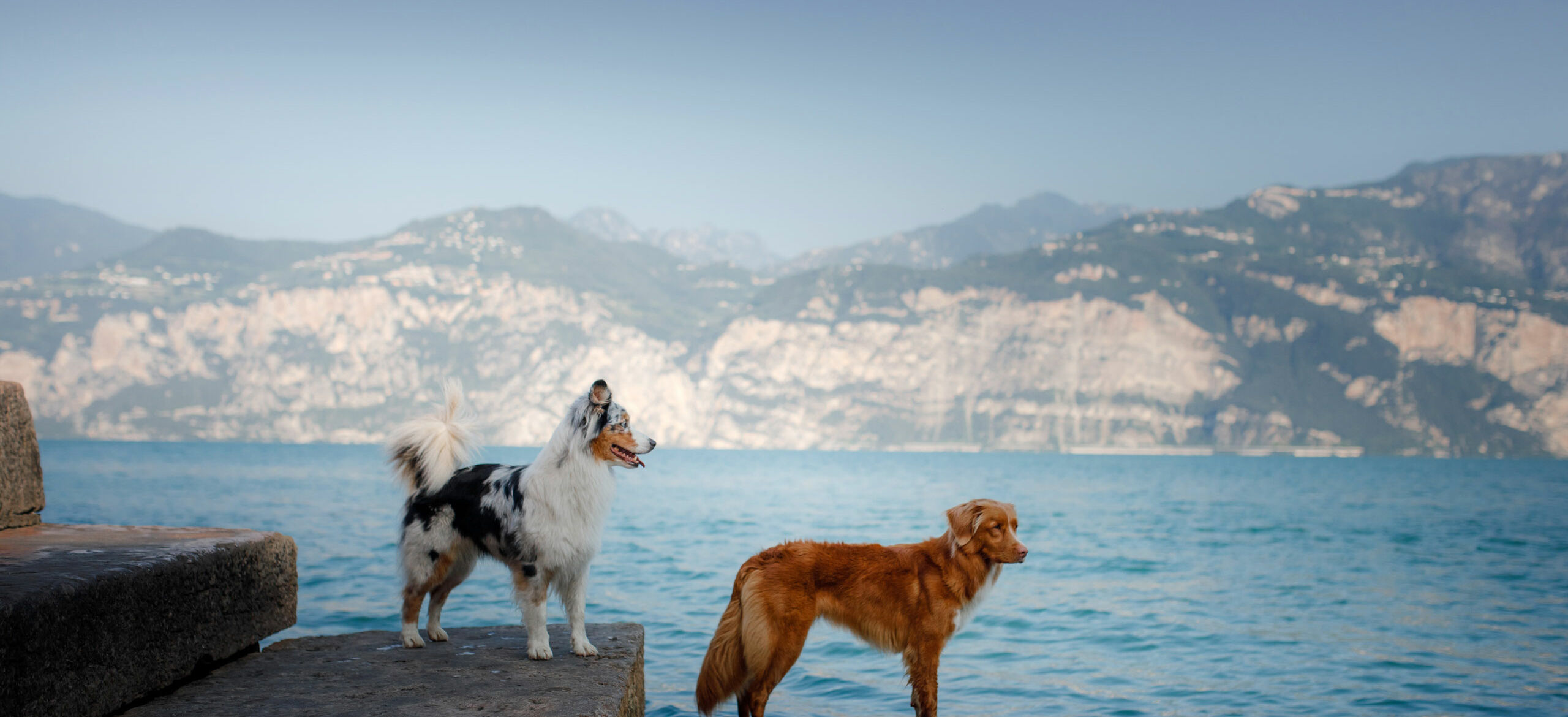In vacanza con il cane sul Lago di Garda