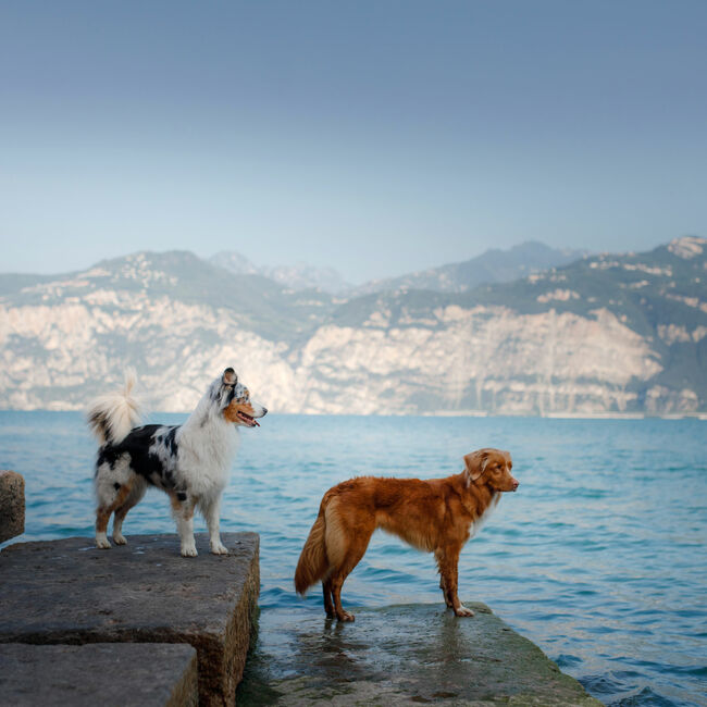 In vacanza con il cane sul Lago di Garda