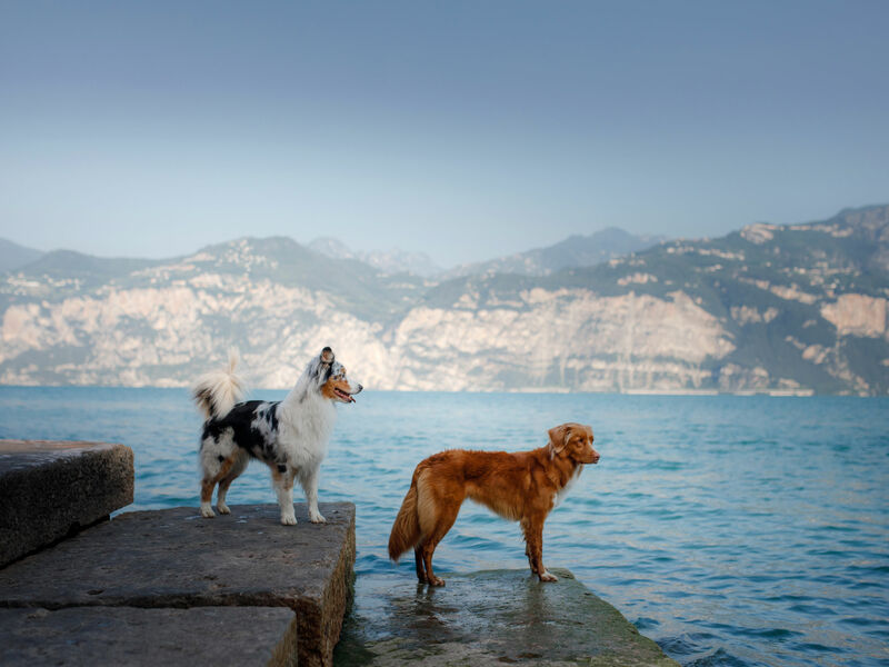 In vacanza con il cane sul Lago di Garda